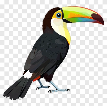 Colorful Toucan Bird PNG