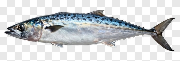 Mackerel Fish PNG