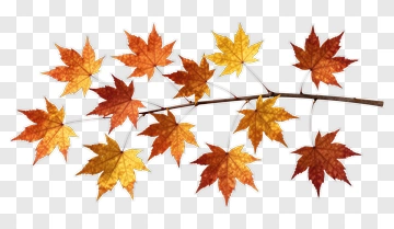 Colorful Autumn Maple Leaves PNG