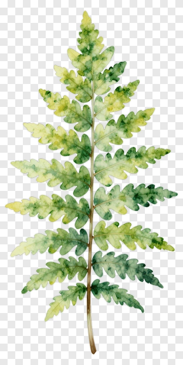 Watercolor Fern Leaf PNG