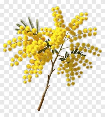 Yellow Mimosa Flower Branch PNG