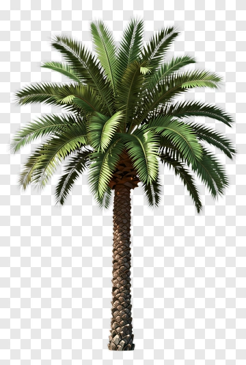Realistic Palm Tree PNG