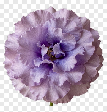 Lavender Flower With Ruffled Petals PNG