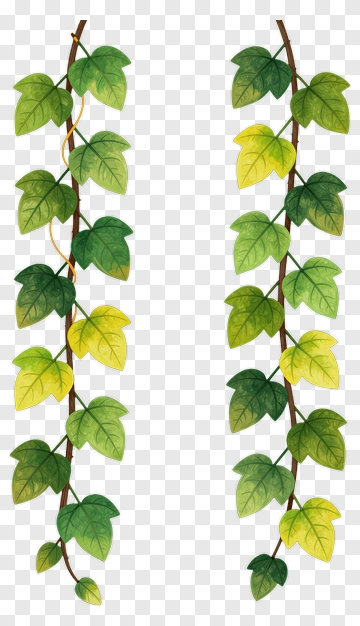 Green Ivy Vine PNG