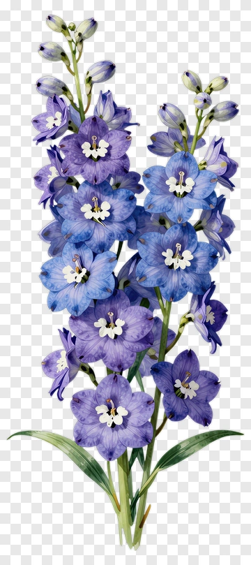 Colorful Bellflower Bouquet PNG