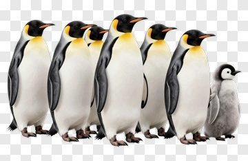 Group Of Emperor Penguins With Chick PNG