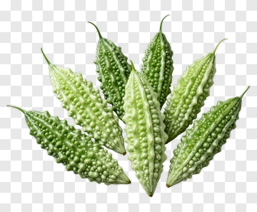 Bitter Melon Cluster PNG