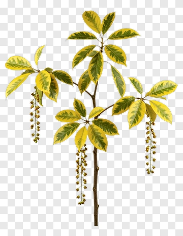 Colorful Plant With Yellow Leaves PNG