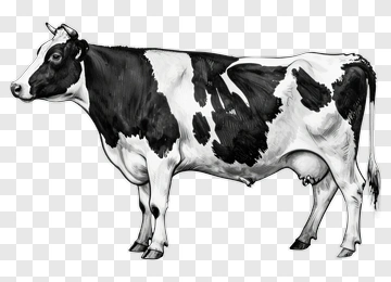 Black And White Dairy Cow PNG