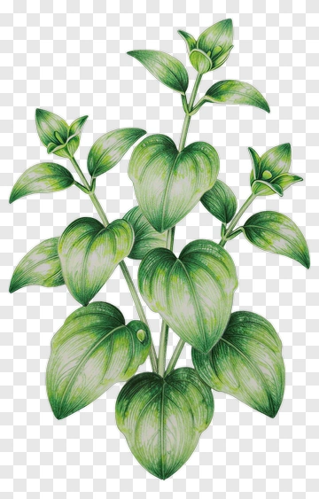 Green Heartleaf Plant PNG