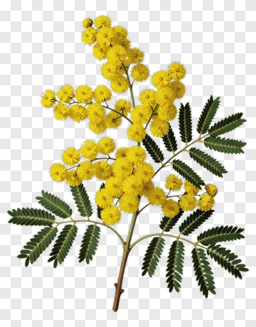 Mimosa Flower Branch With Yellow Blooms PNG