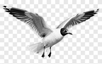 Black-Headed Gull In Flight PNG