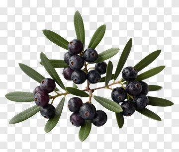 Branch Of Blueberries With Green Leaves PNG
