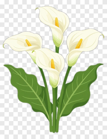 White Calla Lily Bouquet PNG