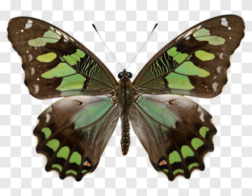 Morpho Butterfly With Green And Brown Wings PNG