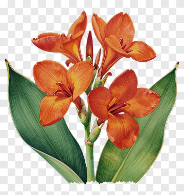 Orange Flower Bouquet PNG