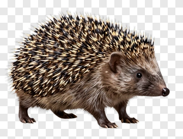 Realistic Hedgehog PNG