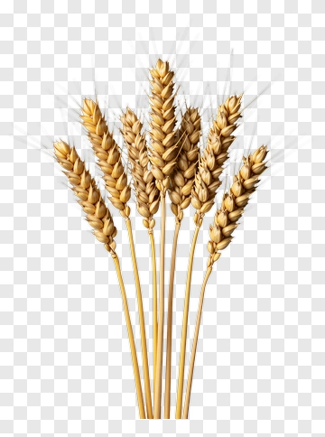Wheat Stalks PNG