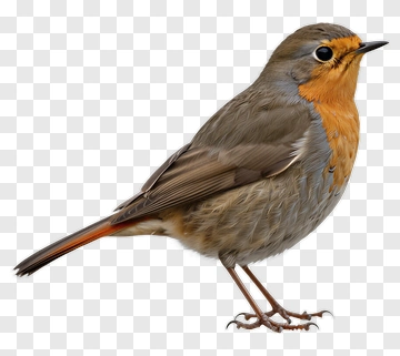 Bird With Orange Chest PNG