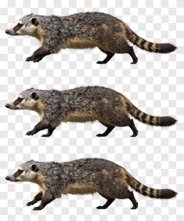 Realistic Badger Walking In Different Poses PNG