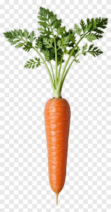 Fresh Carrot With Green Leaves PNG