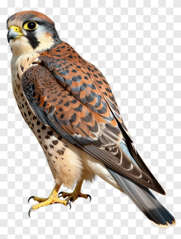 Detailed Illustration Of A Falcon PNG