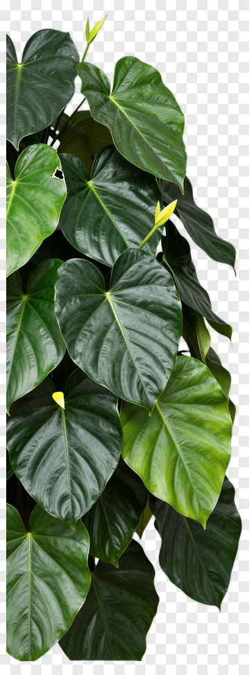 Green Philodendron Leaves PNG