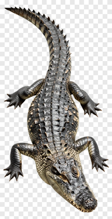 Realistic Crocodile With Detailed Scales PNG