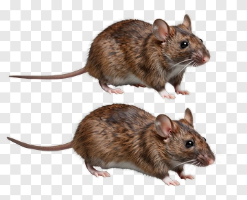 Realistic Brown Mouse PNG