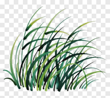 Green Grass PNG