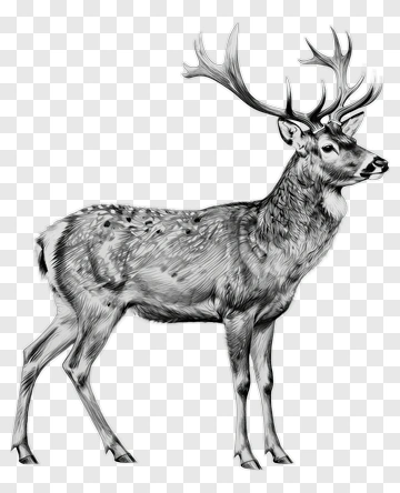 Realistic Stag With Antlers PNG
