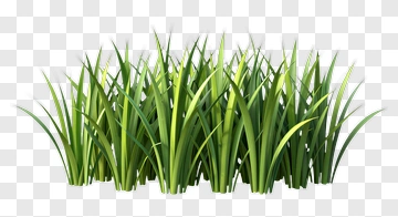 Realistic Grass PNG