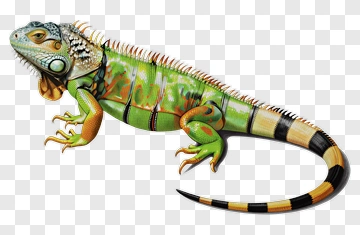 Colorful Iguana PNG