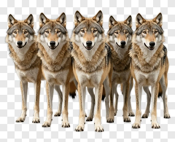 Pack Of Wolves Standing Together PNG