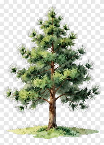 Pine Tree PNG