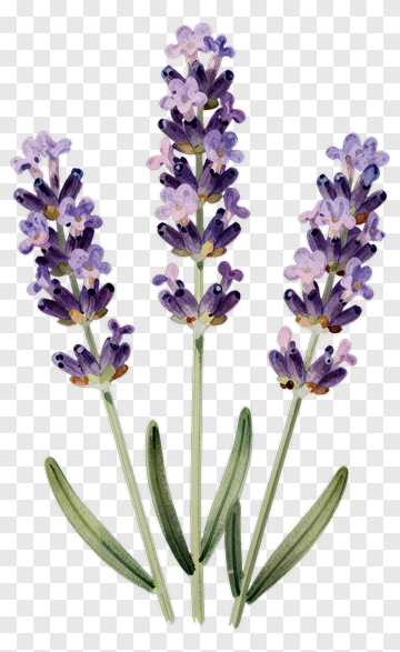 Lavender Flowers PNG