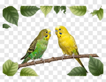 Colorful Budgerigars On A Branch PNG