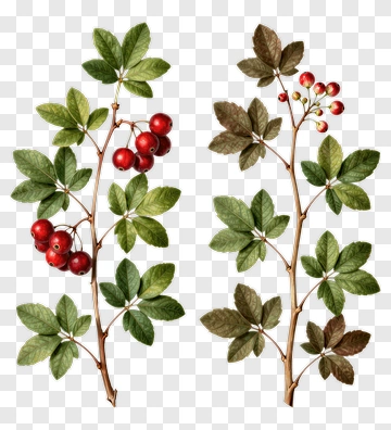 Botanical Illustration Of Red Berries And Green Leaves PNG