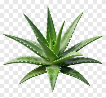 Aloe Vera Plant PNG