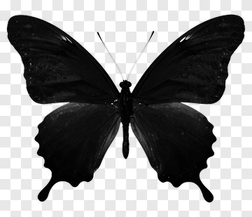 Black Butterfly PNG