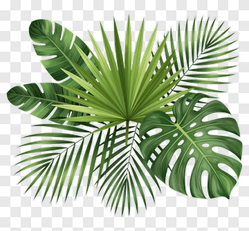 Green Tropical Leaves Arrangement PNG