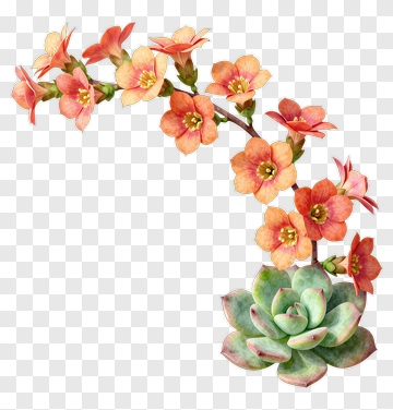 Flowering Succulent Plant PNG