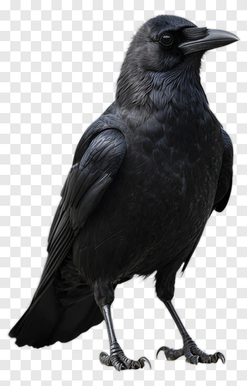 Black Raven Standing Proudly PNG