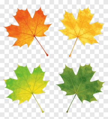 Colorful Maple Leaves PNG
