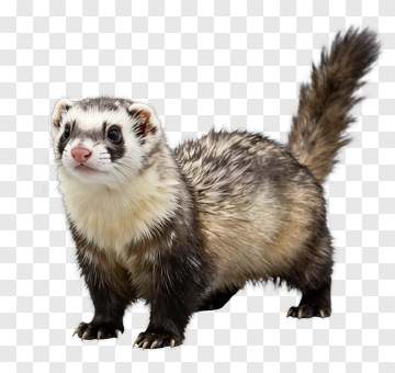 Ferret Standing On All Fours PNG