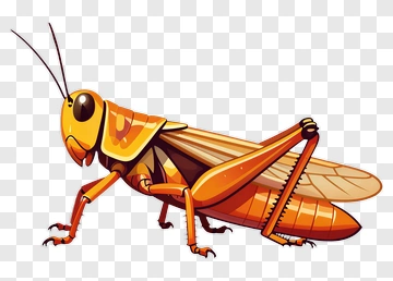 Cartoon Grasshopper PNG