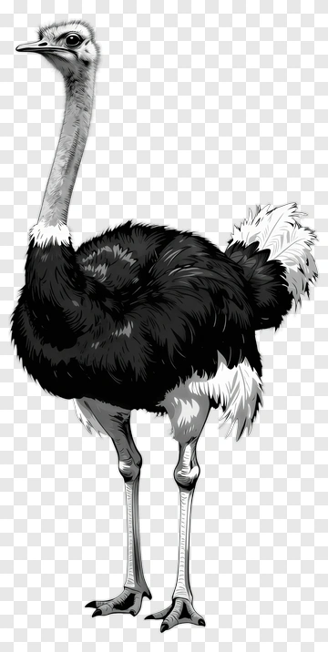 Ostrich Standing In Black And White PNG