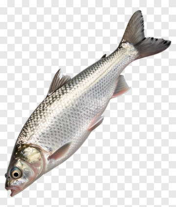 Realistic Fish PNG