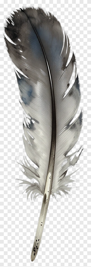 Feather With Gray And Black Stripes PNG