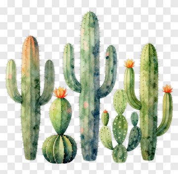 Watercolor Cactus Collection PNG